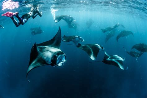 Mantas Point, Komodo National Park, Flores Island, Indoneseia. The Komodo National Park cruises ...