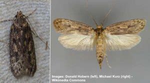 Types of House Moths (With Pictures) - Identification Guide