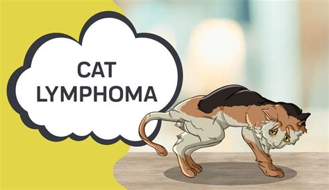 Lymphoma in Cats: Types, Symptoms, Prevention & Treatment | Innovet Pet