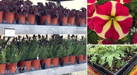 Plant nursery and garden center tips to help you choose the right plants