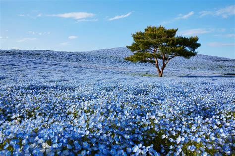 Blue Flower Fields