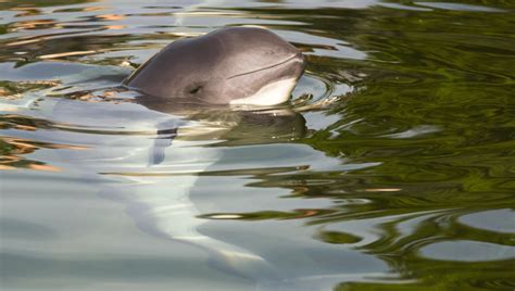 Dolphin Recorded Speaking "Porpoise" For The First Time | IFLScience