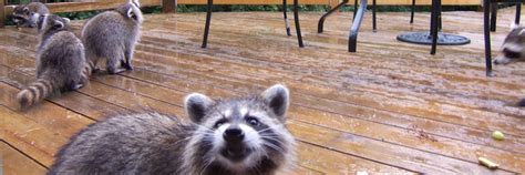 Why Keeping a Raccoon as a Pet Is a Bad Idea - Critter Ridder Texas