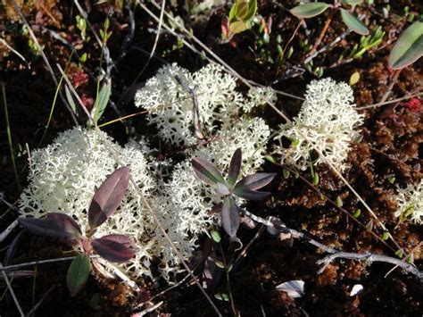 Caribou Moss | Caribou, Moss, Boreal forest