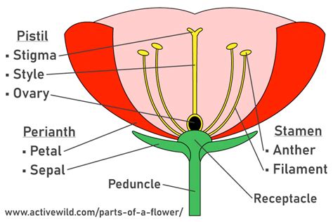 Parts Of A Flower Identified & Explained: Diagram & Photos