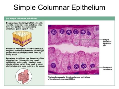 Simple Columnar Epithelium Labeled Diagram - Wiring Diagram Pictures