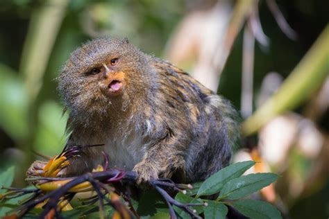 Pygmy marmoset - Newquay Zoo