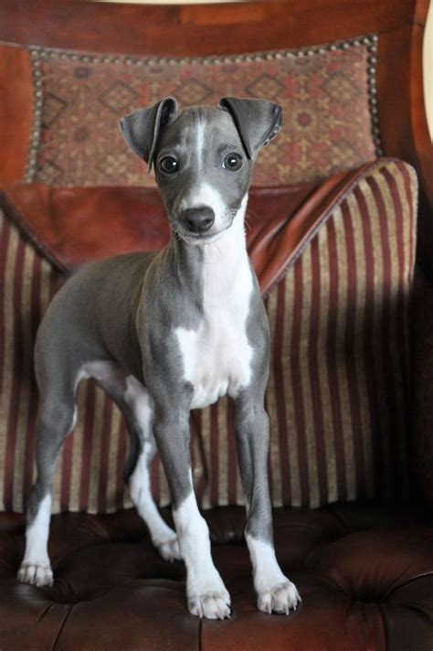 Pin by Richard F. Skinner on Whippet | Italian greyhound puppies, Greyhound puppy, Cute animals