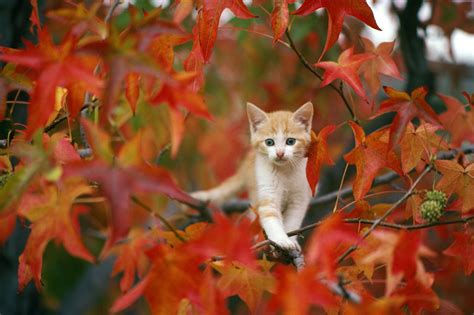 Ginger Kitten in Fall Foliage - HD Wallpaper