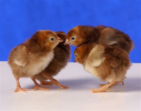 Rhode Island Red - Bantam Chicks for Sale | Cackle Hatchery