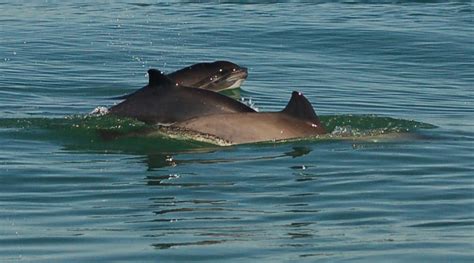 Protected area for harbour porpoise off west Scotland — Porpoise Conservation Society