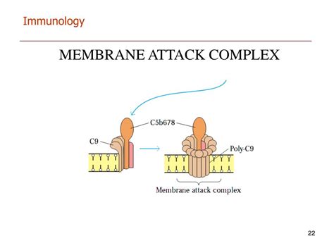 PPT - IMMUNOLOGY PowerPoint Presentation, free download - ID:4285279