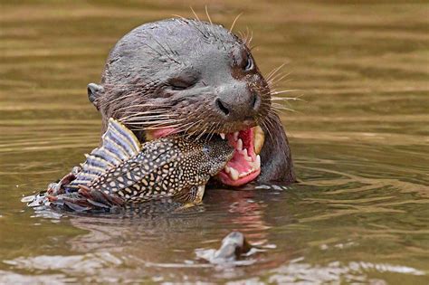 The giant river otter has returned to Argentina - Lonely Planet