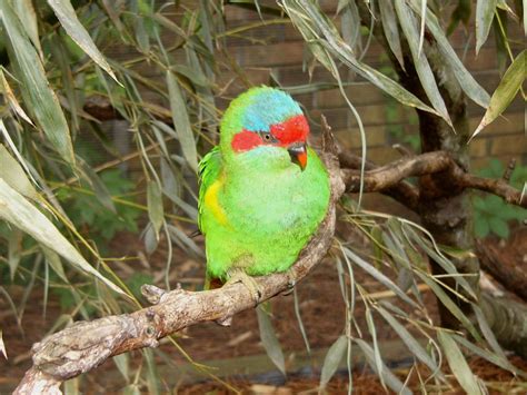 The Online Zoo - Musk Lorikeet