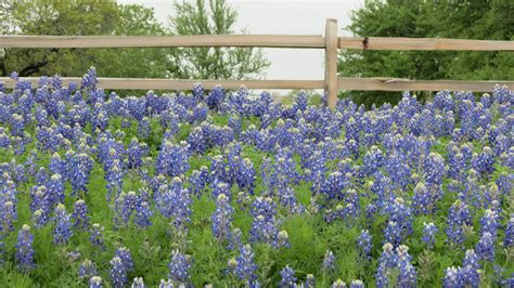 Beautiful Texas Countryside