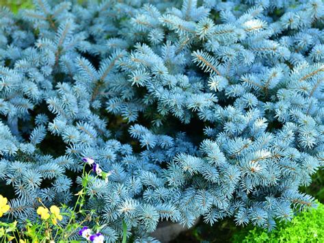 17 Amazing Small Flowering Shrubs