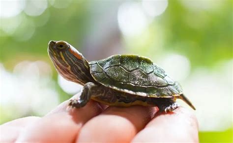 Top 350+ Best Pet Turtle Names