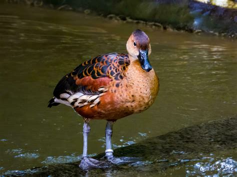 Wandering Whistling Duck 25921756 Stock Photo at Vecteezy