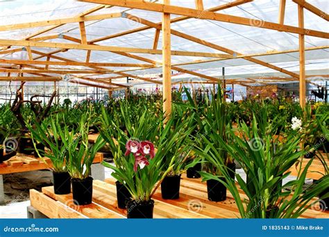 Orchid Greenhouse stock image. Image of nature, arboretum - 1835143