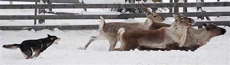 The Lapponian Reindeer Herding Dog. - Holidays4Dogs - Home Boarding for Dogs