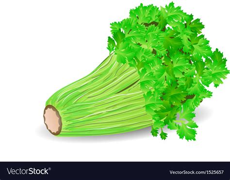 Celery Royalty Free Vector Image - VectorStock