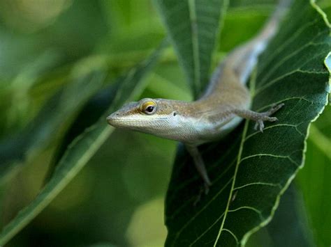 green anole lizard : Photos, Diagrams & Topos : SummitPost