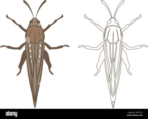 Locust anatomy Stock Vector Images - Alamy