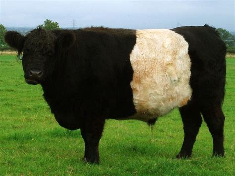 Belted Galloway - Wikipedia | Galloway cattle, Cow, Cattle