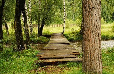 Free Images : landscape, tree, wilderness, trail, bridge, green, jungle, tranquil, peaceful ...