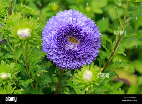 Callistephus / (Callistephus chinensis Stock Photo - Alamy