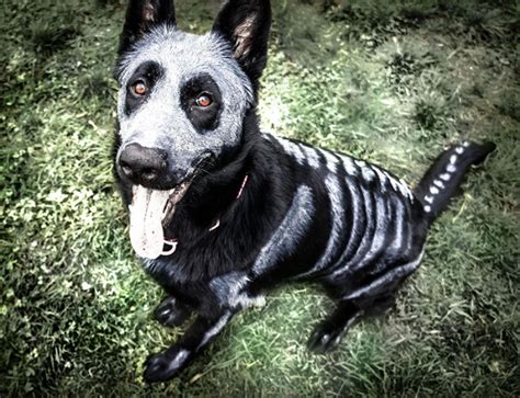 Pet Costumes: Non-Toxic Paint Turned This Pup Into a Cute Skeleton | Time