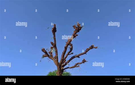 Khejri tree rajasthan hi-res stock photography and images - Alamy