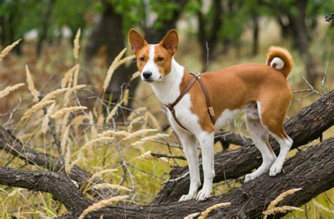 The Basenji German Shepherd Mix - German Shepherd Dog HQ