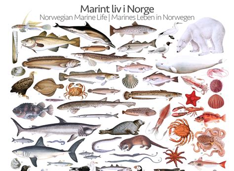 Norwegian Marine Life | Marint liv i Norge (poster) - Gone71° N