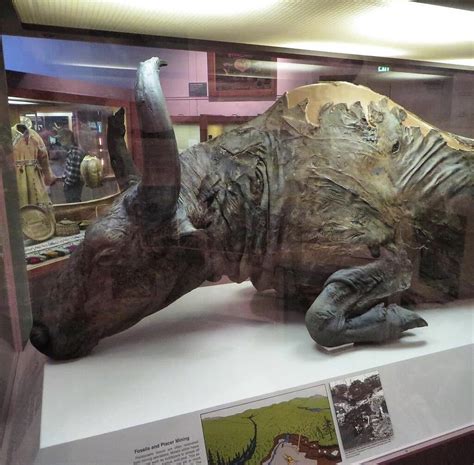 Blue Babe is a 50,000-year-old mummified steppe bison that was ...