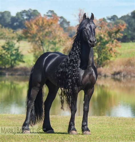 Friesian horse ~ Everything You Need to Know with Photos | Videos