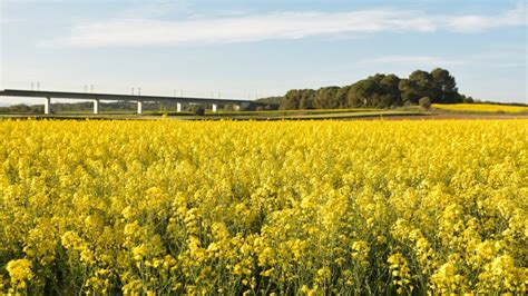 Essential Factors to Consider Maximizing Canola Crop Yield