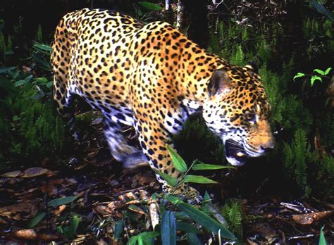 Protecting Jaguar Habitats Supports Climate Resilience Across the ...