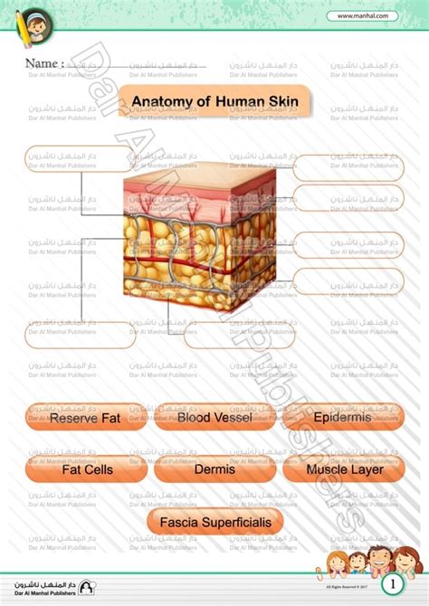 Parts Of The Skin For Grade 3