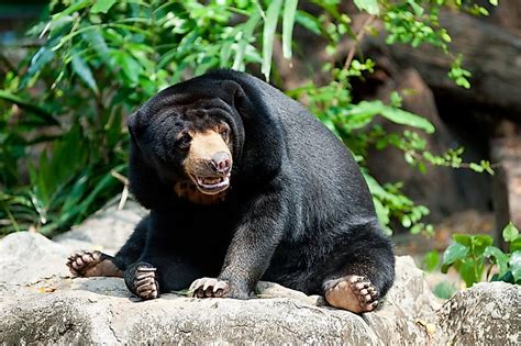 Sun Bear Facts: Animals of Asia - WorldAtlas.com