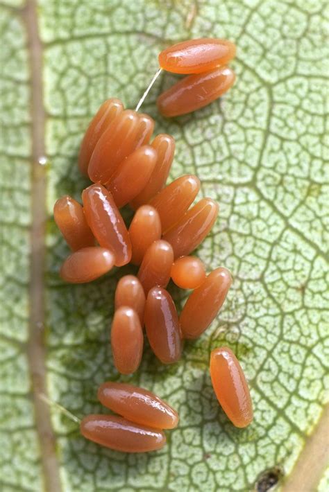 The Blobby, Dazzling World of Insect Eggs | Insect eggs, Insects ...