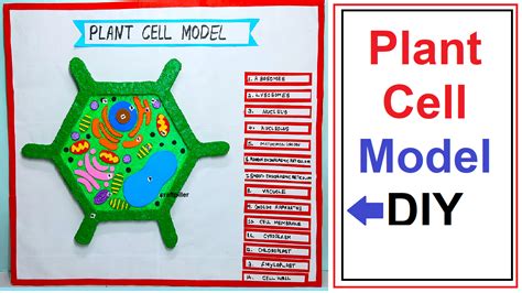 plant cell model making – simple and easy science project for exhibition – diy - Science ...