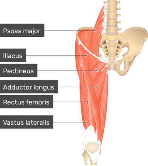 Vastus Medialis Muscle | GetBodySmart