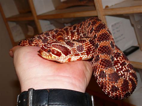 Purple Line Western Hognose - heterodon nasicus - by Justin Mitcham of Extremehogs.com | Hognose ...