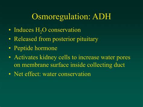 PPT - Endocrine control of osmolarity Antidiuretic hormone (ADH ...