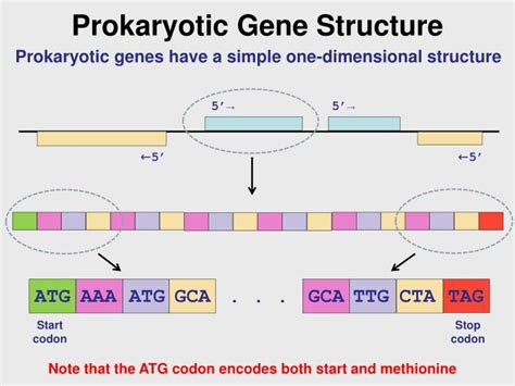 PPT - Prokaryotic Gene Structure PowerPoint Presentation, free download - ID:1615089