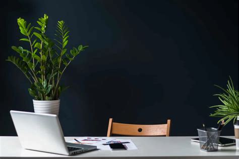 21 Absolutely Gorgeous Plants For Office With No Windows