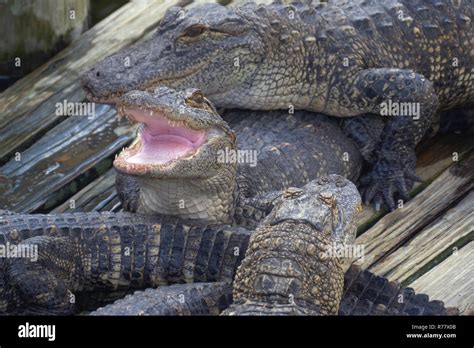 Alligator with mouth open Stock Photo - Alamy