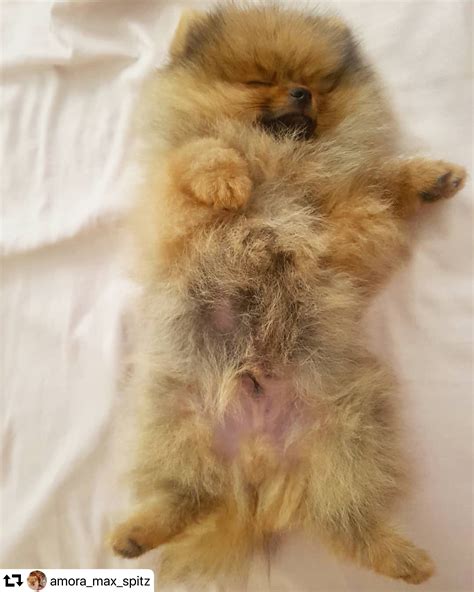 #sleeping #weekend‬ ‪#pomeranian #thedailypomeranian‬ Pomeranian Dog, Pomeranians, Animals And ...