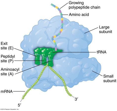 rRNA / tRNA / mRNA complex
